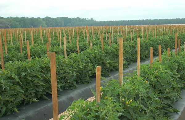 Tomato Field